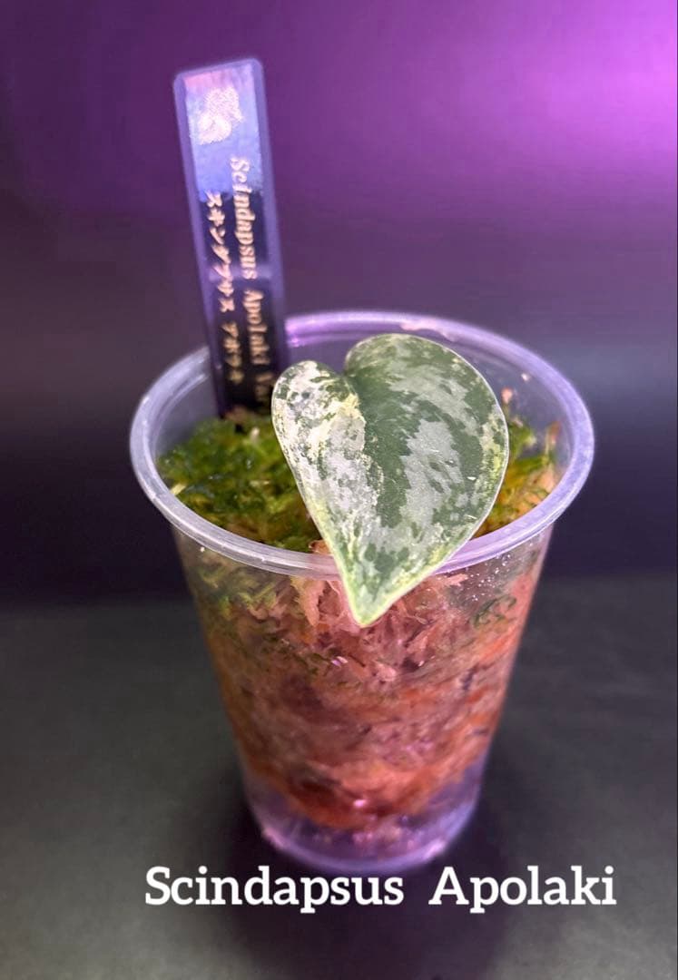 スキンダプサス　綺麗な　セットL2