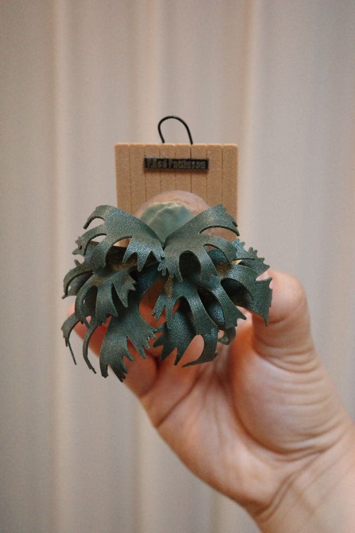 dodochan[ビカクシダ マグネット]リドレイRod Pattison