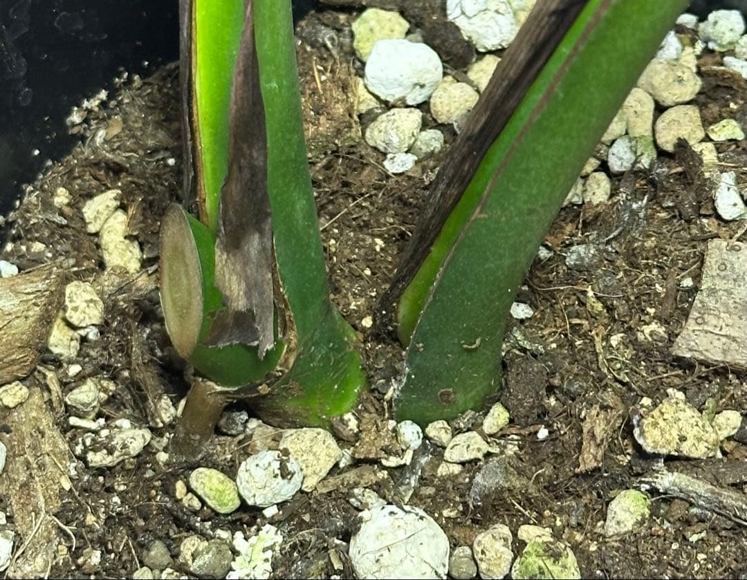 モンステラスケルトン　ボトムカット