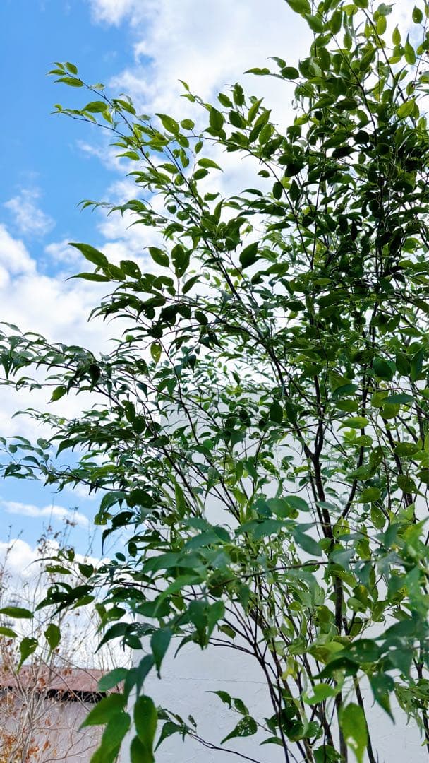 ご確認中 ゼログラ 特大。山採りハイノキ大株立ち3.1M(鉢底から)