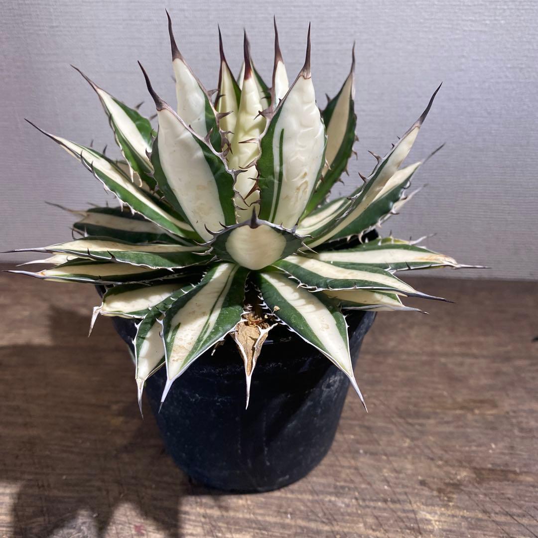 アガベ　ホリダ　白中斑　極上ラスト1