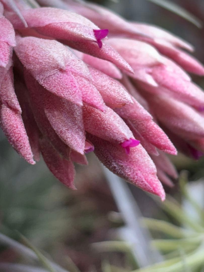 u*a様 Tillandsia.roseiflora