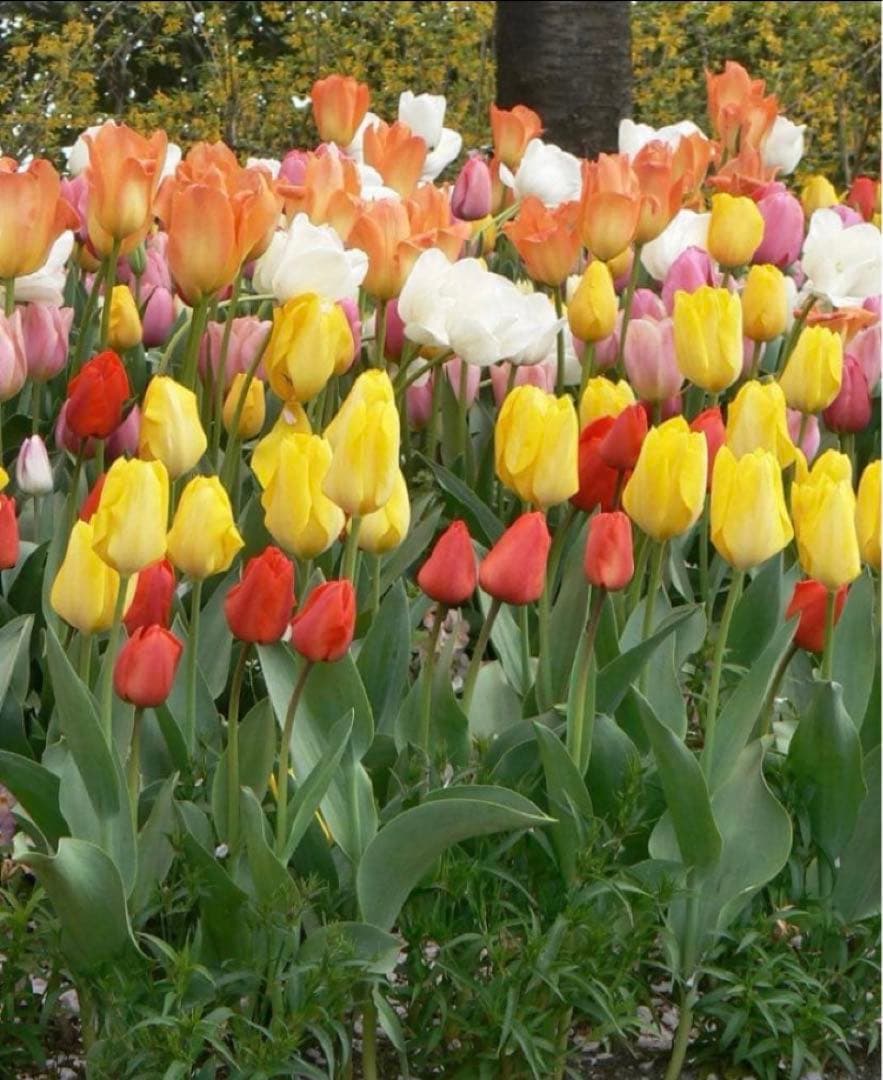 Yosh　チューリップ　おまかせ　500球