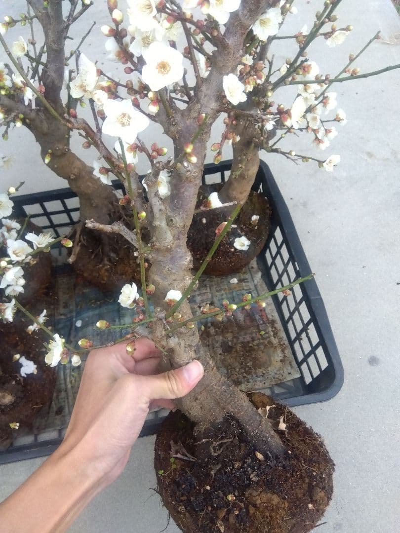 梅　盆栽　6株　新年破格セール❗　②