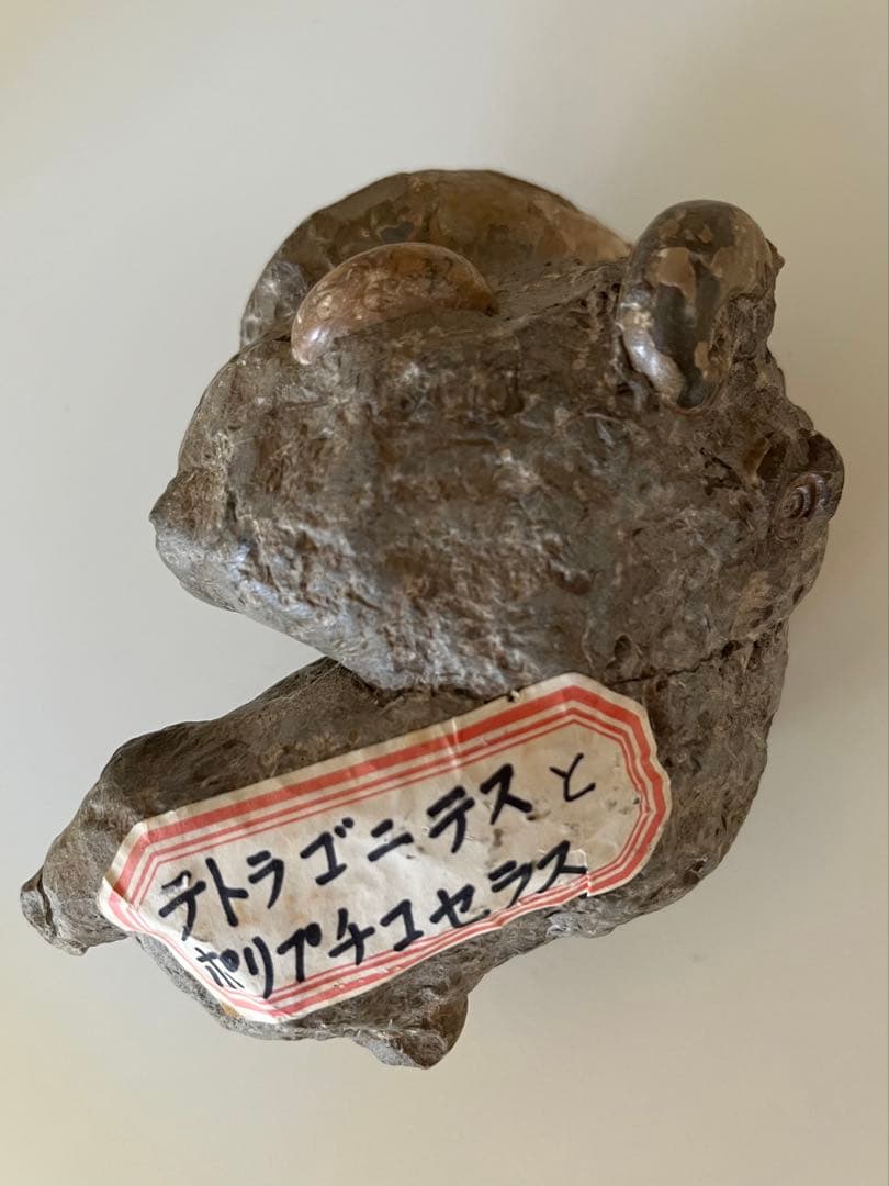 異常巻きアンモナイト化石