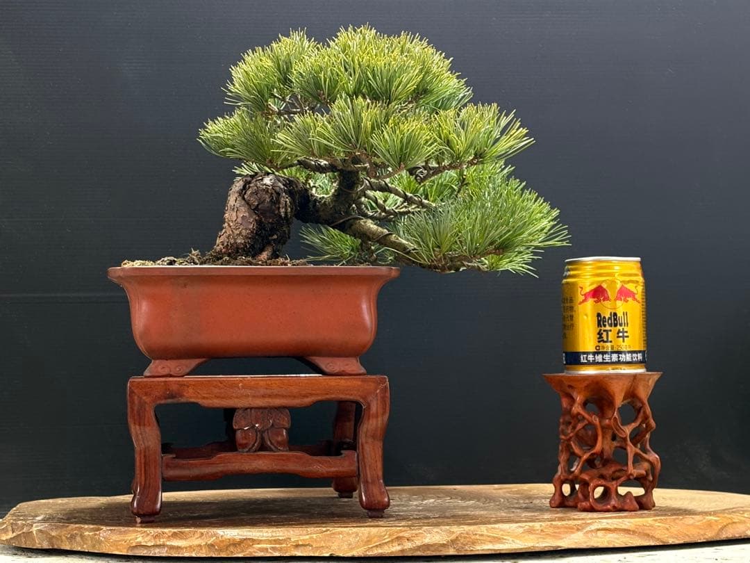 [盆栽]五葉松/貴風//黒松/赤松/真柏