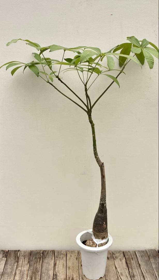 パキラ　パラソル仕立て