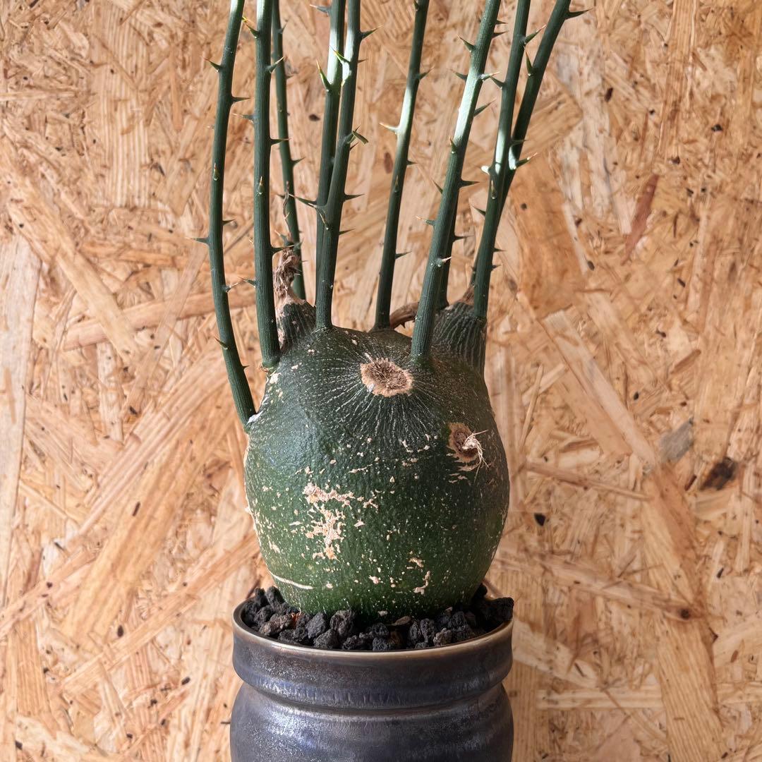 シ*ク様 現地球　アデニア　プセウドグロボーサ　Adenia pseudoglo