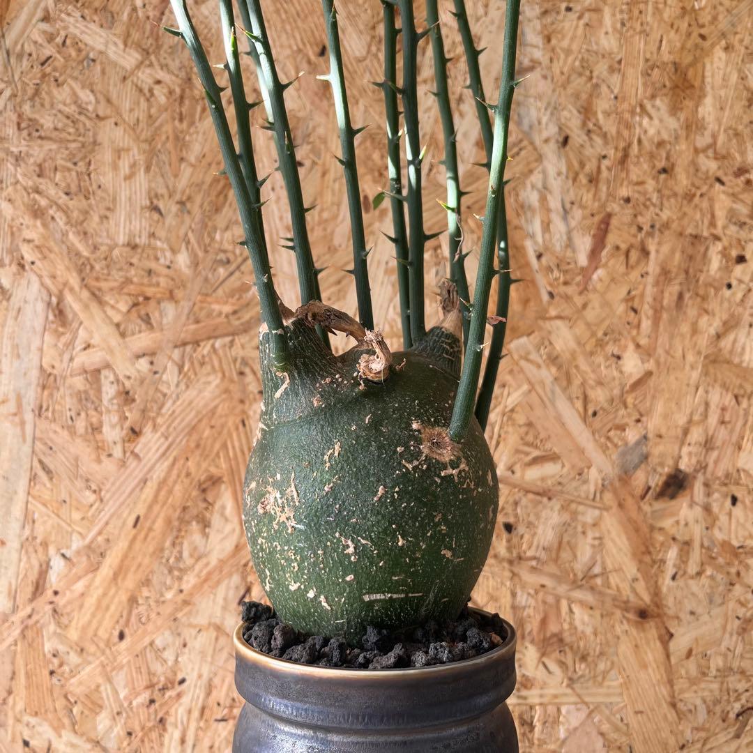 シ*ク様 現地球　アデニア　プセウドグロボーサ　Adenia pseudoglo