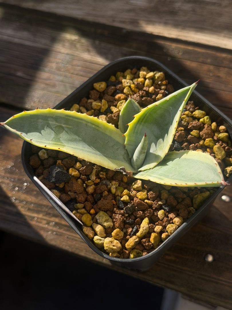 アガベ サルミアナ　リップルエフェクト