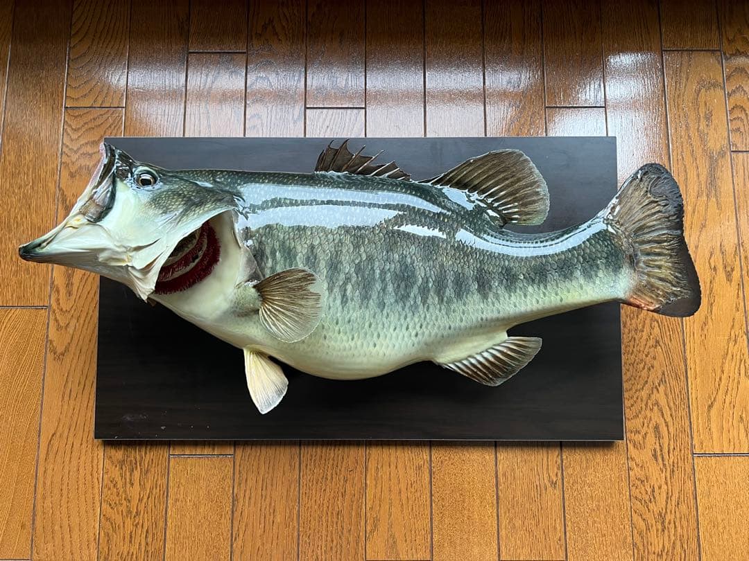 ブラックバス剥製　インテリア壁掛けタイプ
