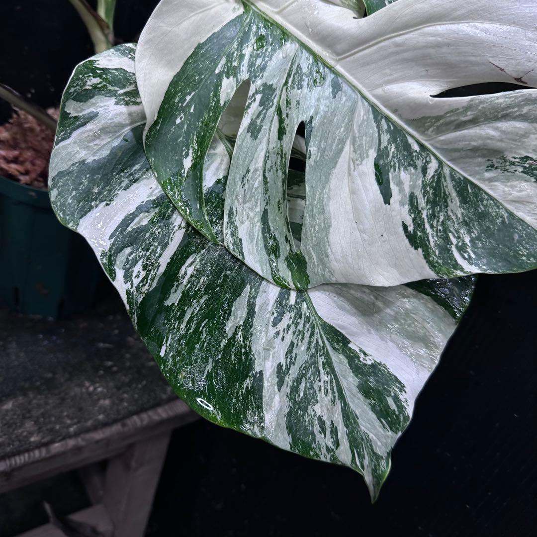 な*け様 斑入りモンステラ ホワイトタイガー極美大株54cm白斑多