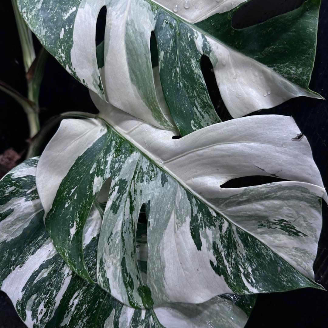 な*け様 斑入りモンステラ ホワイトタイガー極美大株54cm白斑多