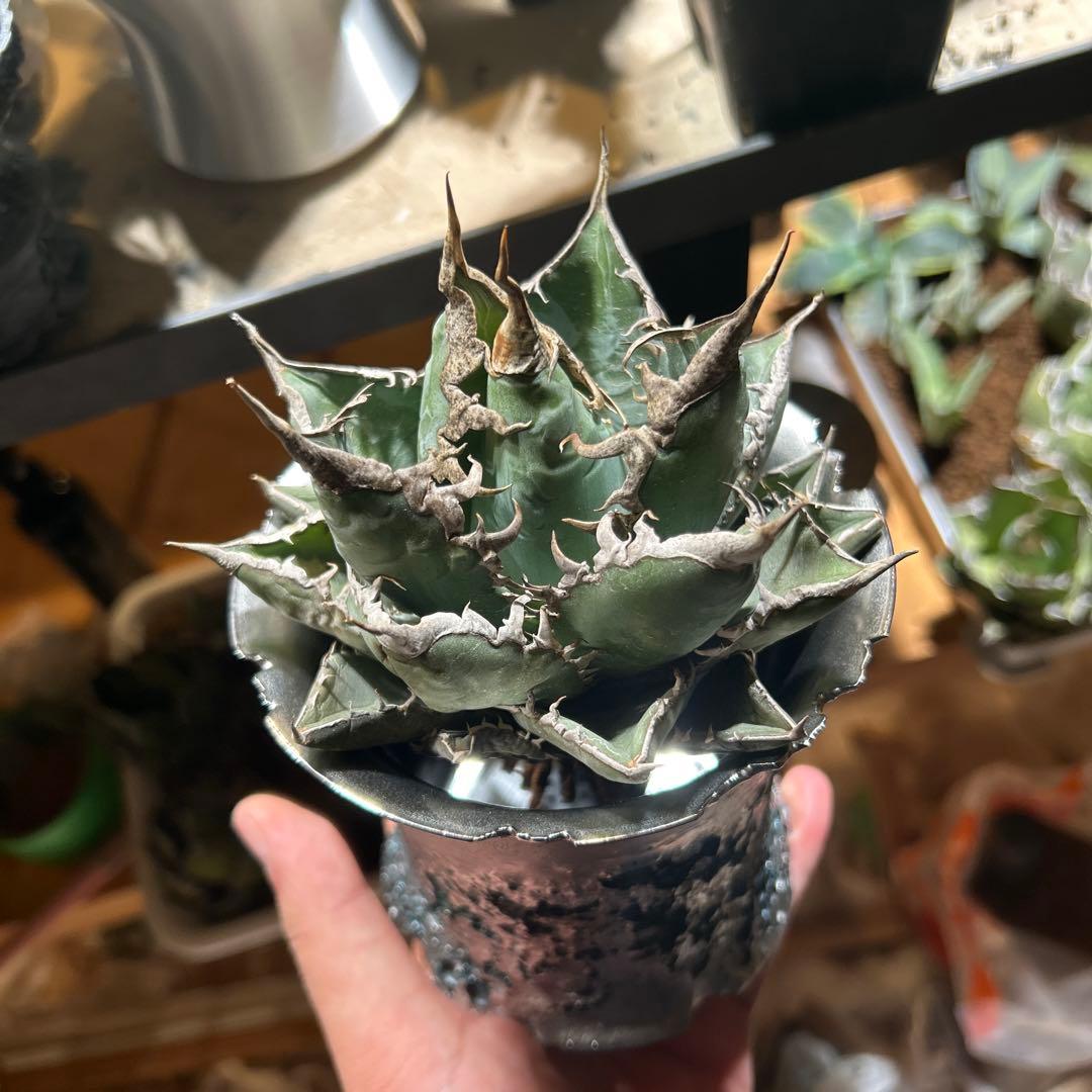 アガベ　海王　［烈海王］極上美株　コレクション株　陽炎　特価　プレステラ発送