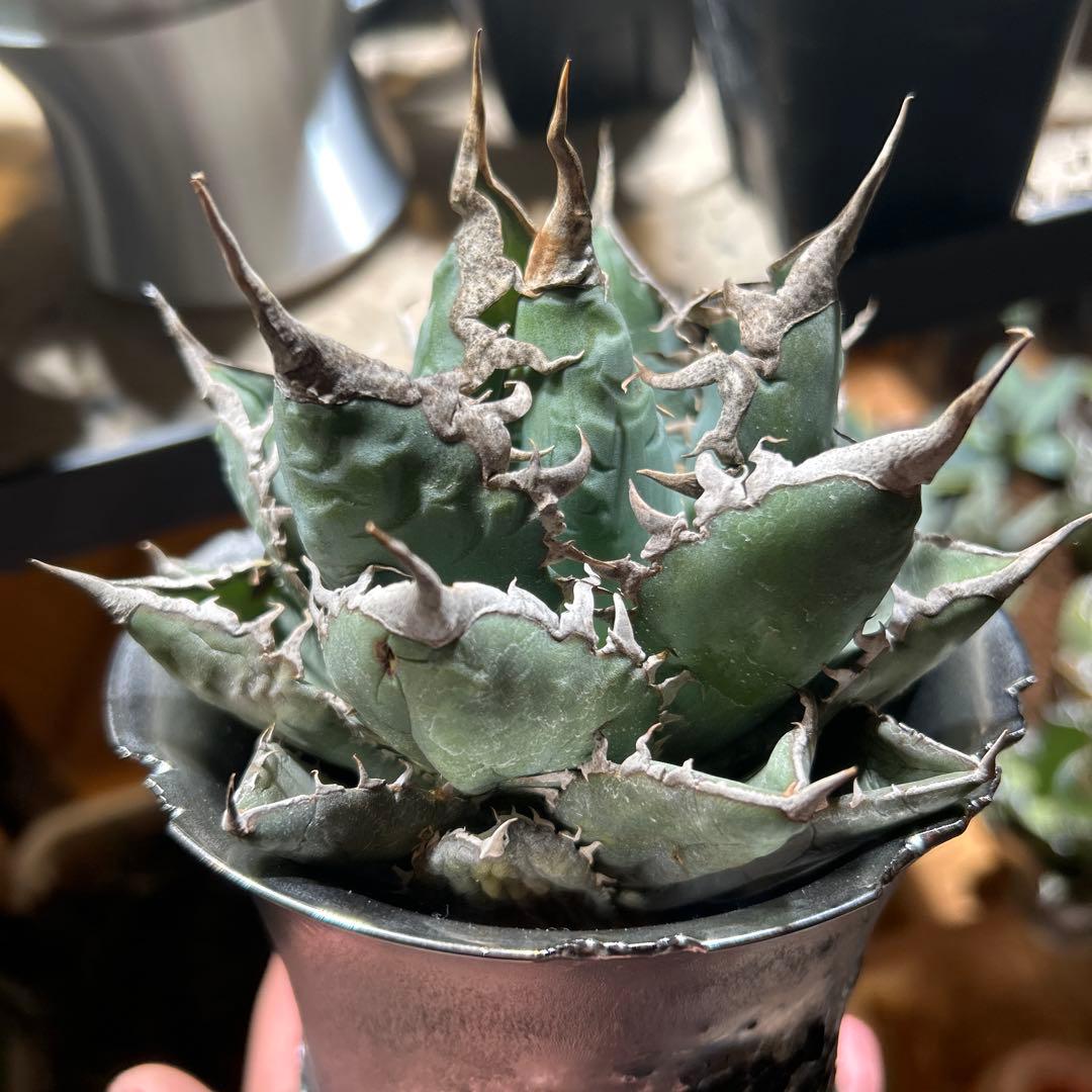 アガベ　海王　［烈海王］極上美株　コレクション株　陽炎　特価　プレステラ発送