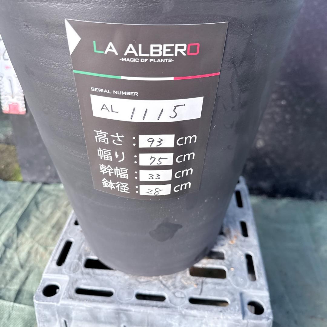 s*a様 【AL1115】ユッカ　ロストラータ　シルバーブルー個体　希少ダブルヘ