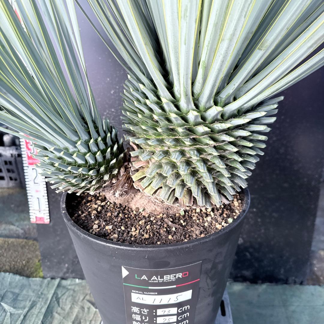 s*a様 【AL1115】ユッカ　ロストラータ　シルバーブルー個体　希少ダブルヘ
