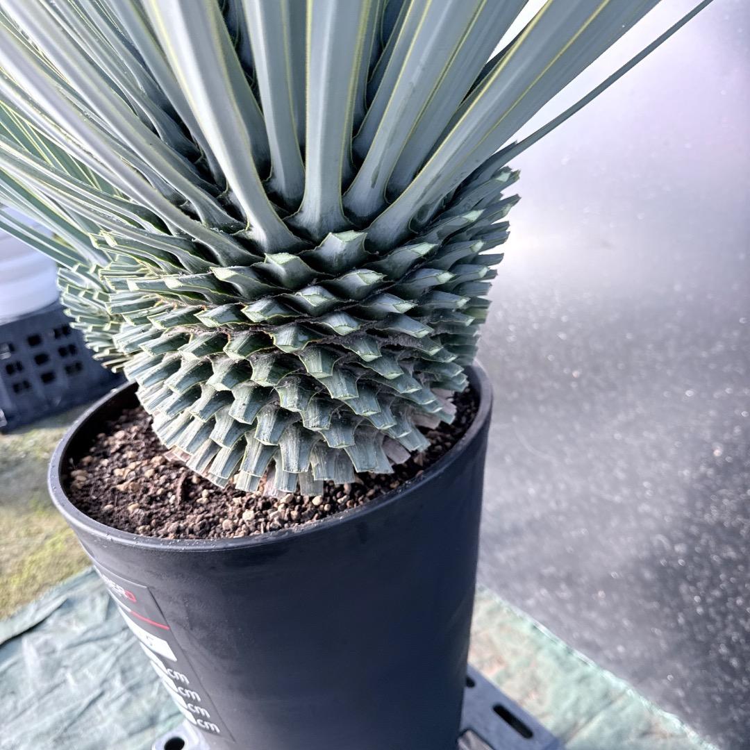 s*a様 【AL1115】ユッカ　ロストラータ　シルバーブルー個体　希少ダブルヘ