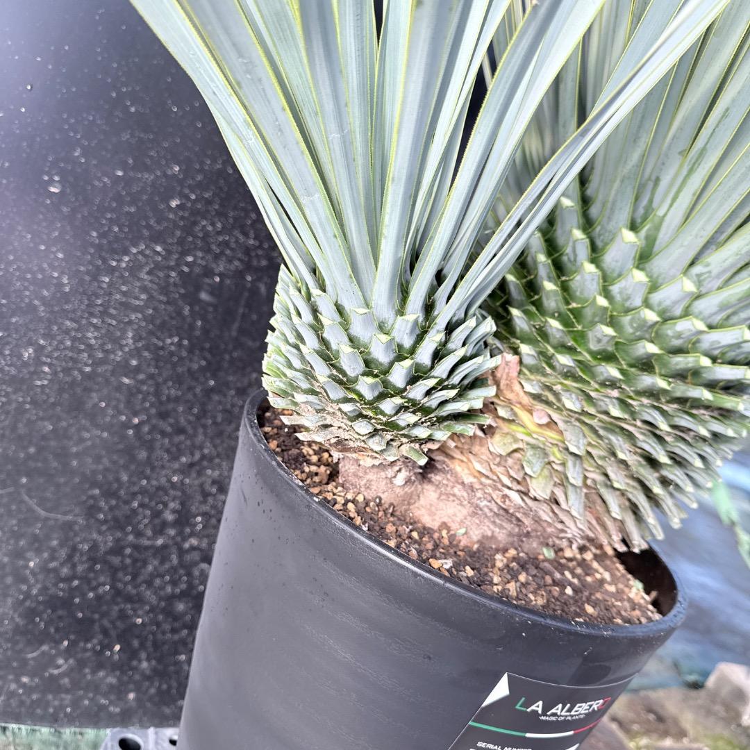 s*a様 【AL1115】ユッカ　ロストラータ　シルバーブルー個体　希少ダブルヘ