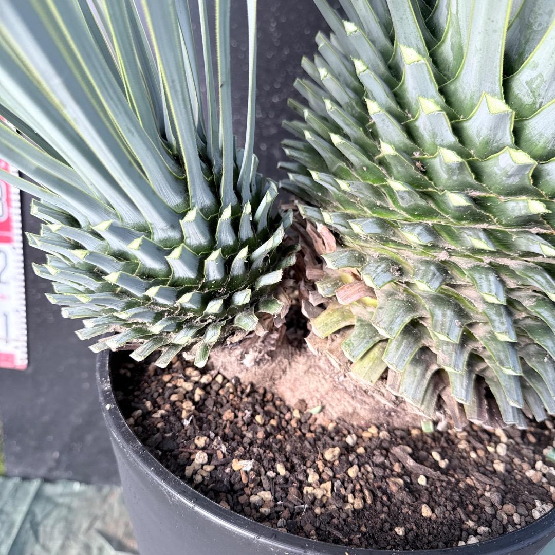 s*a様 【AL1115】ユッカ　ロストラータ　シルバーブルー個体　希少ダブルヘ