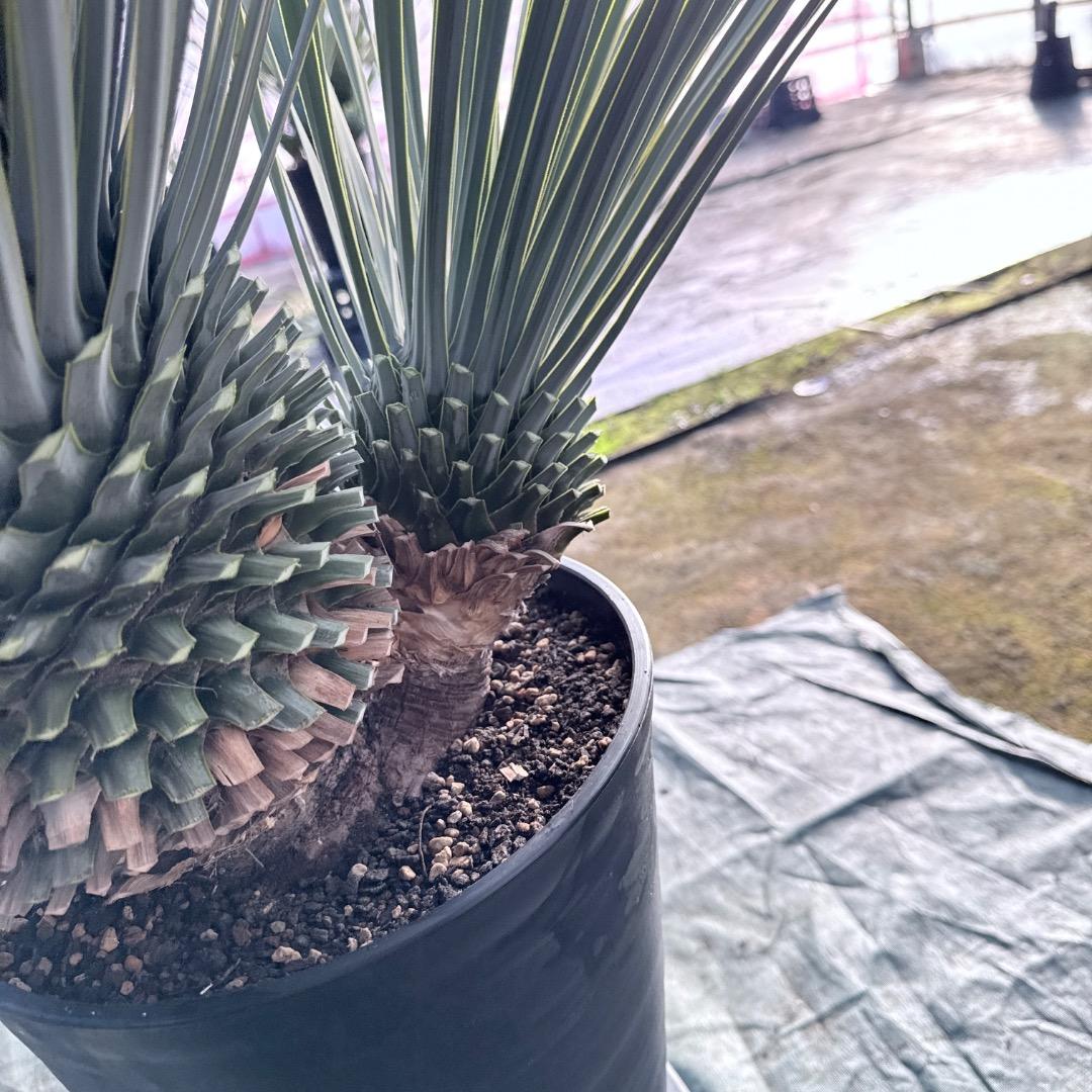 s*a様 【AL1115】ユッカ　ロストラータ　シルバーブルー個体　希少ダブルヘ