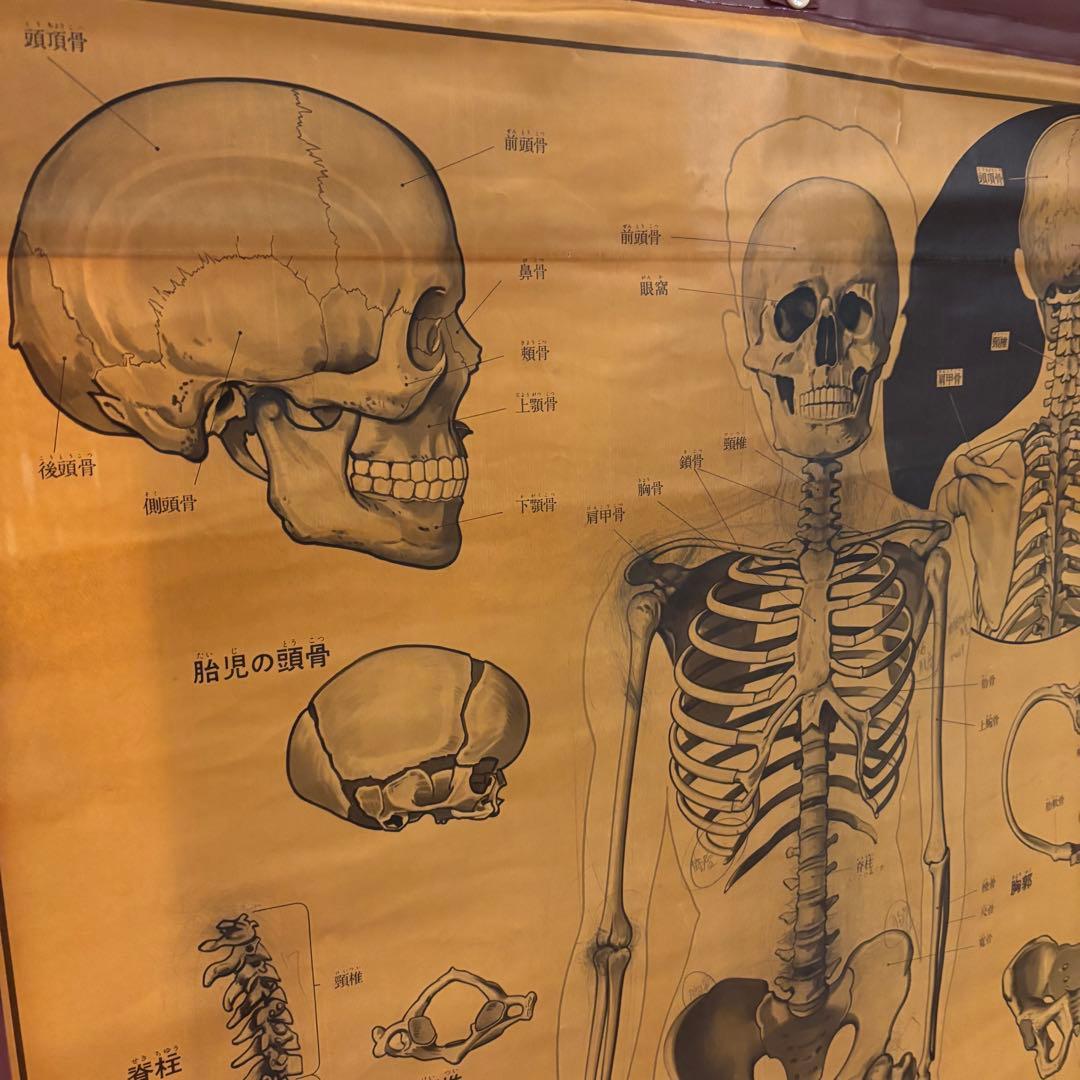 人体解剖図 白骨 人体模型 ヴィンテージ アート アンティーク