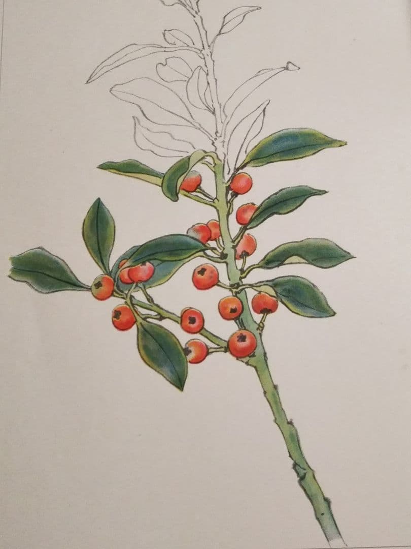 牧野富太郎 校訂 「萬花図鑑」8巻セット 100年前のボタニカルアート  辻永著