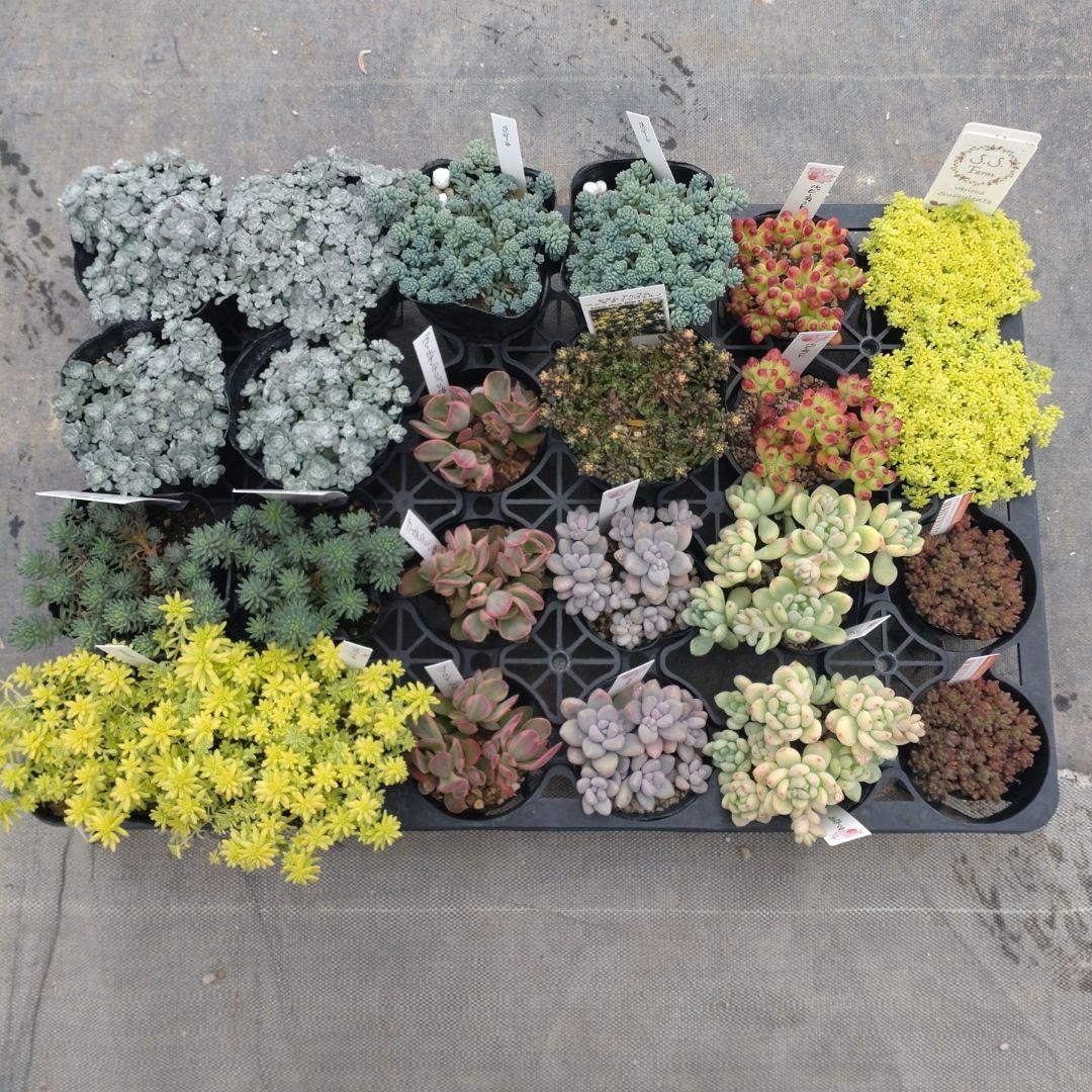 午前着指定 ももんちゃさん専用