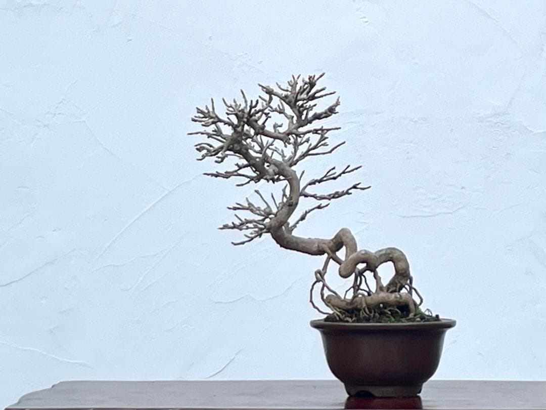 三河盆栽　カエデ　楓　関野氏作出　盆栽　根上がり　曲芸　雑木　小品　文人　葉物