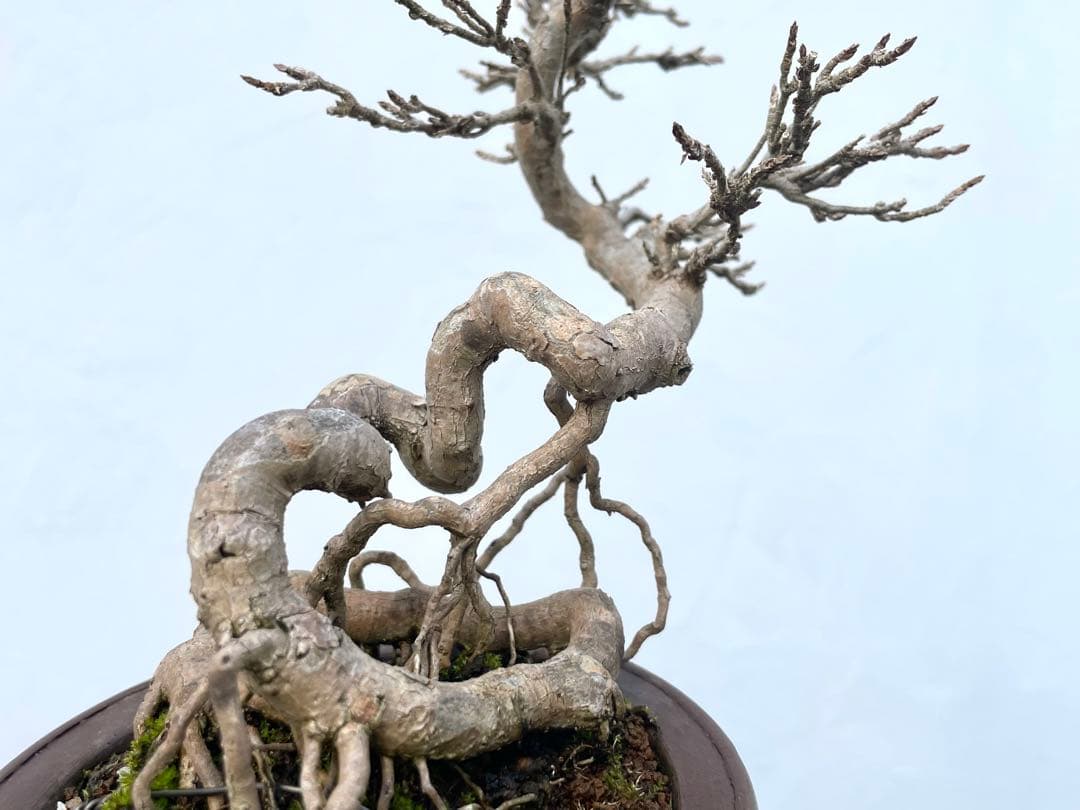 三河盆栽　カエデ　楓　関野氏作出　盆栽　根上がり　曲芸　雑木　小品　文人　葉物