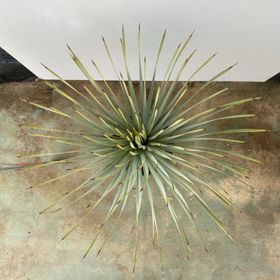 ユッカ　ロストラータ【21-410】美形　シルバーブルー