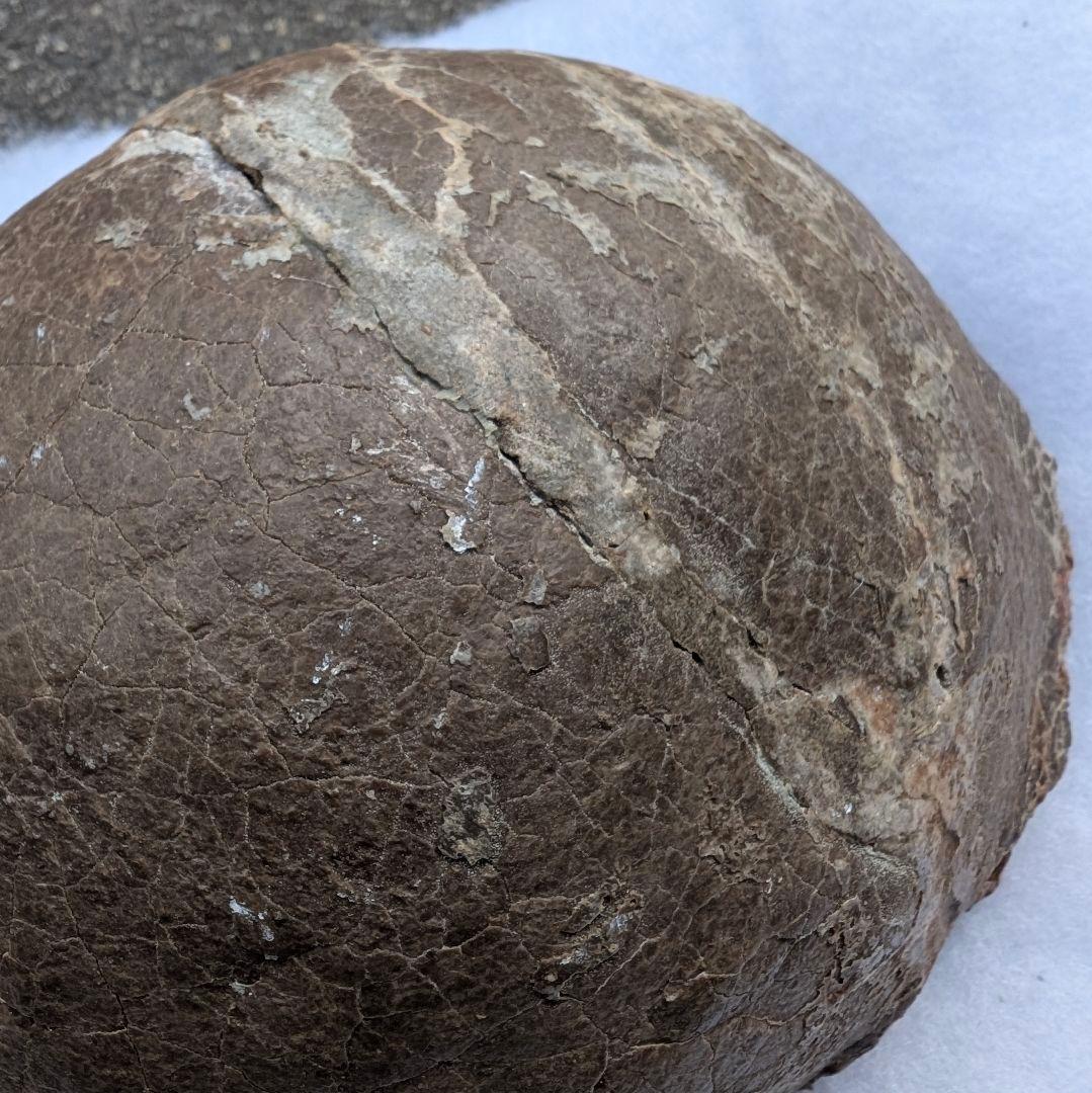 本物保証　恐竜ハドロサウルスの卵化石　絶品美肌の美品卵　極上カバー率　補修あり