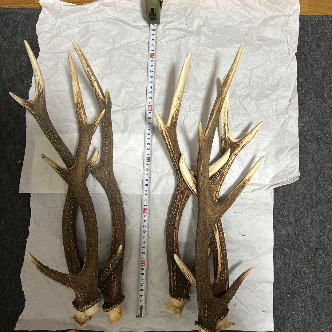鹿の角 インテリア装飾 約50cm 3組 6本