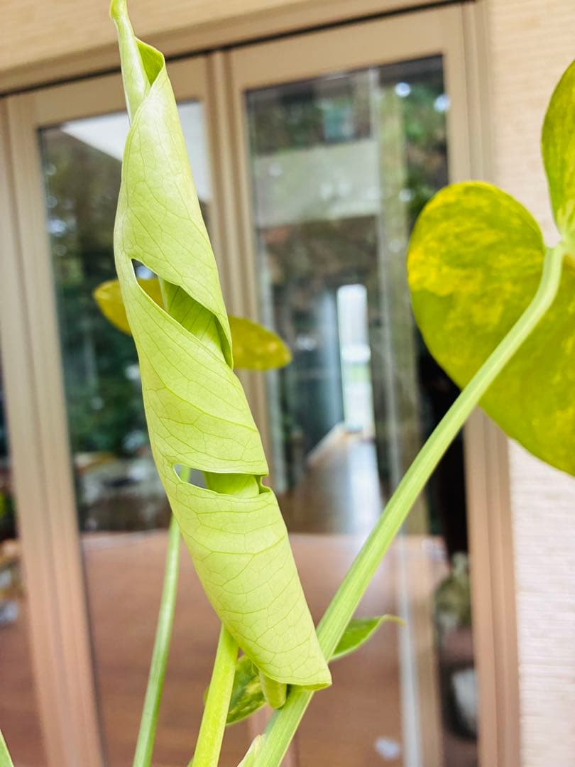 黄斑入り　モンステラモンステラ　デリシオーサ イエローマリリン　中小株