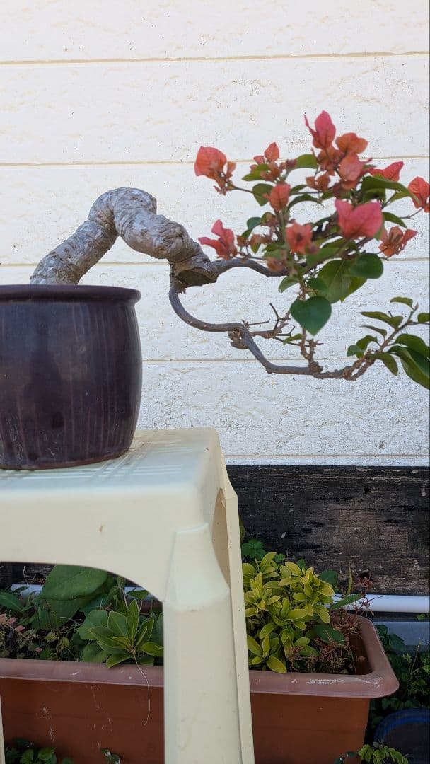 ブーゲンビリア 盆栽 半懸崖　赤花