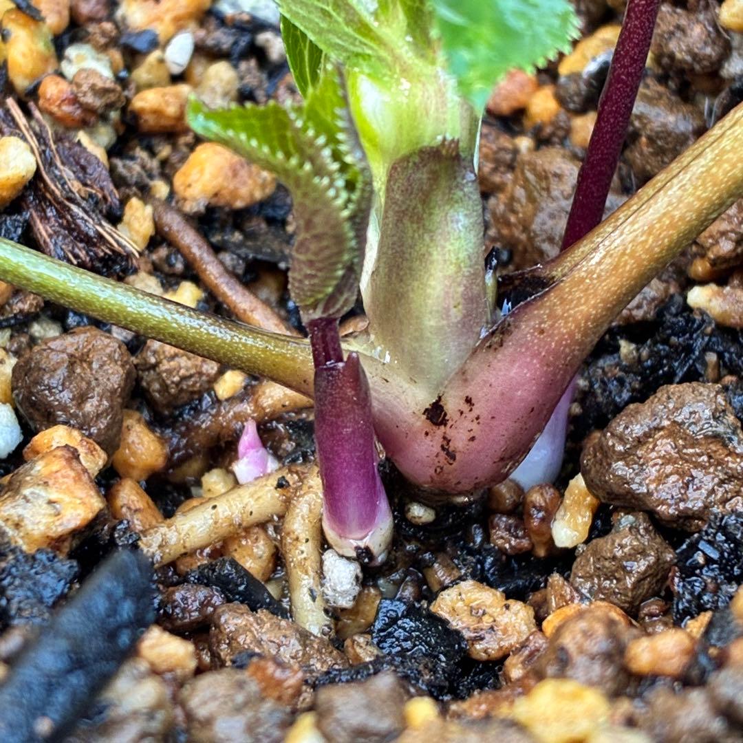 の*ん様 ☘️蕾付き☘️3302⭐️小輪⭐️SD⭐️シズカ⭐️静⭐️樋口さん⭐️