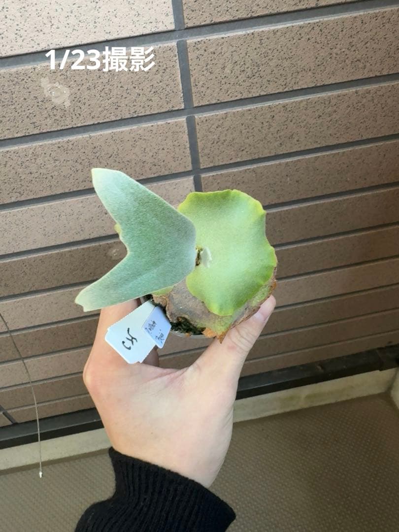 ビカクシダ P.willinckii \" Bogie \" OC