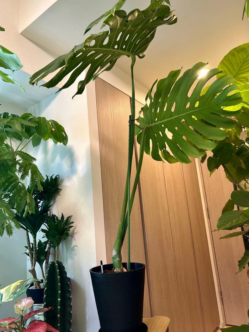 【引取特価】【ワイルド】破格！巨大モンステラ　約120cm 8号鉢 葉60cm