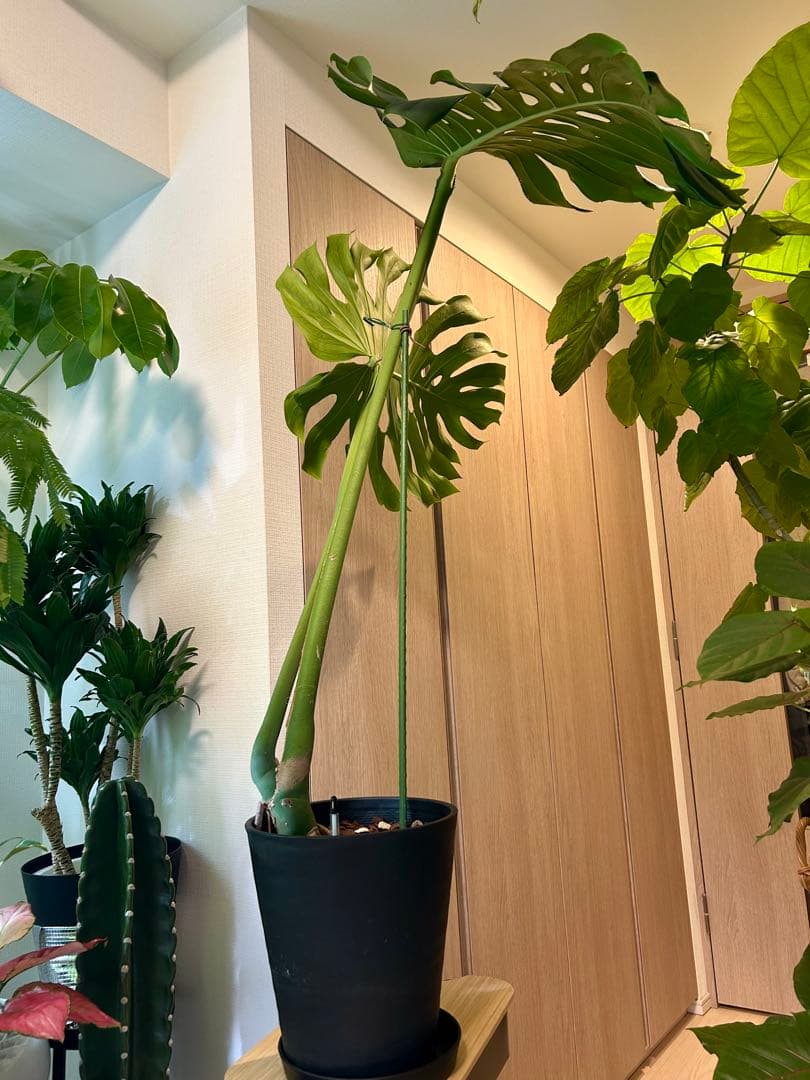 【引取特価】【ワイルド】破格！巨大モンステラ　約120cm 8号鉢 葉60cm