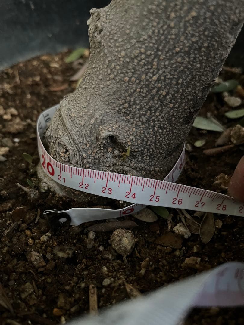 【SOUJU】オリーブの木　ネバディロブランコ　幹極太　No.14 9号鉢