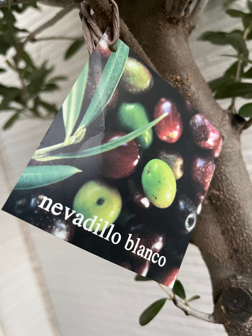 【SOUJU】オリーブの木　ネバディロブランコ　幹極太　No.14 9号鉢