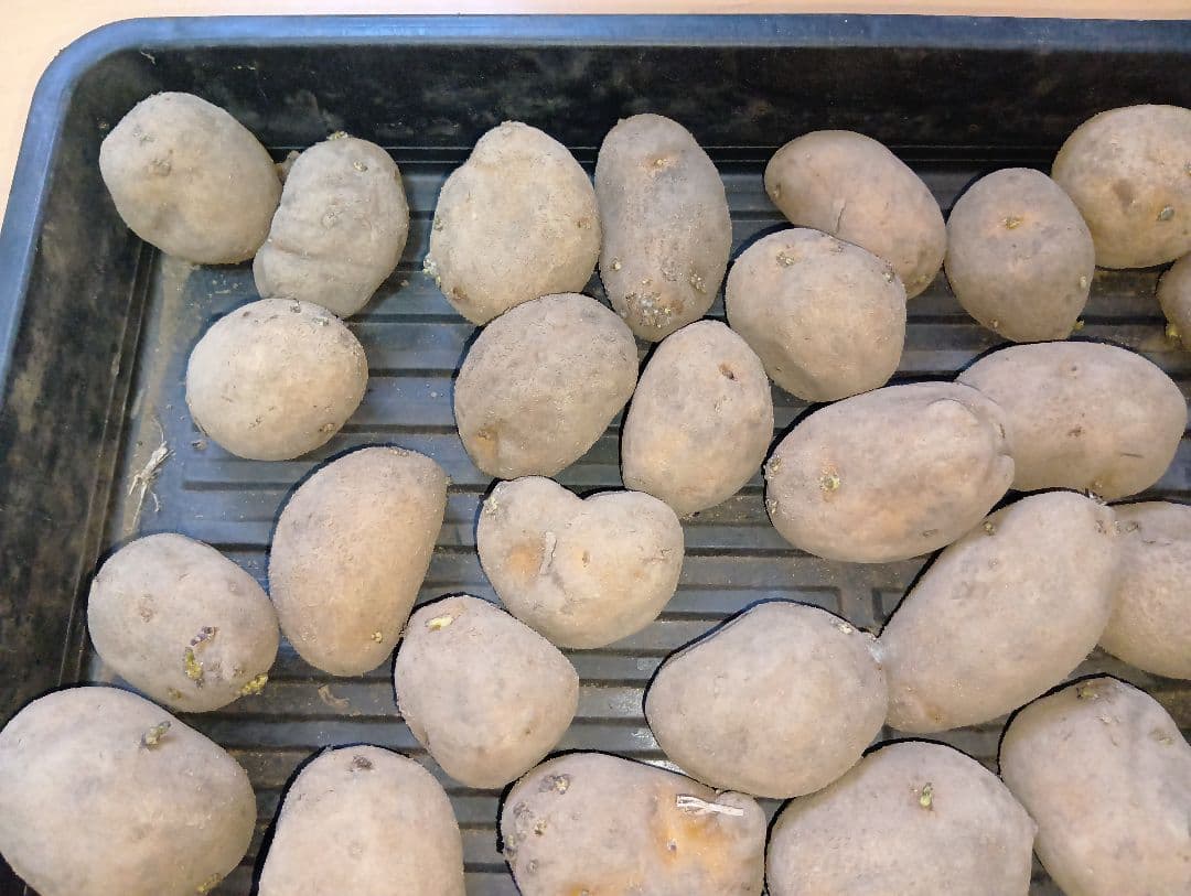 6kg m33 インカのめざめ 種芋