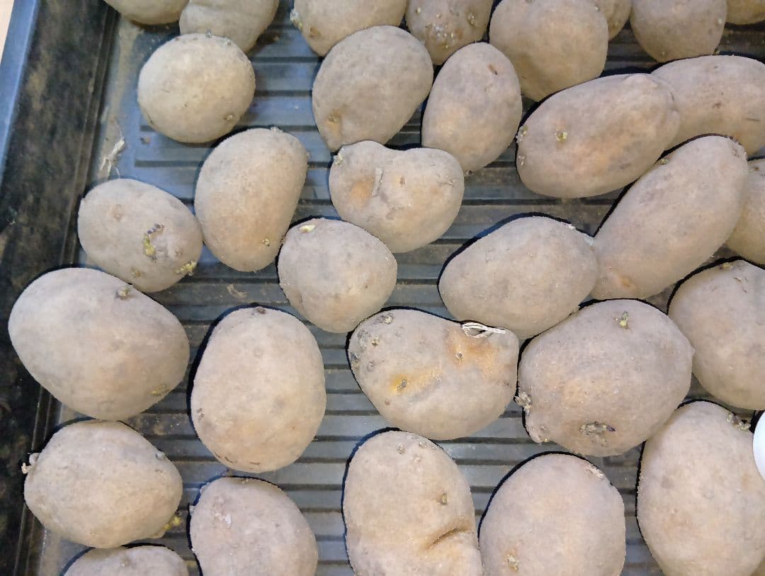 6kg m33 インカのめざめ 種芋