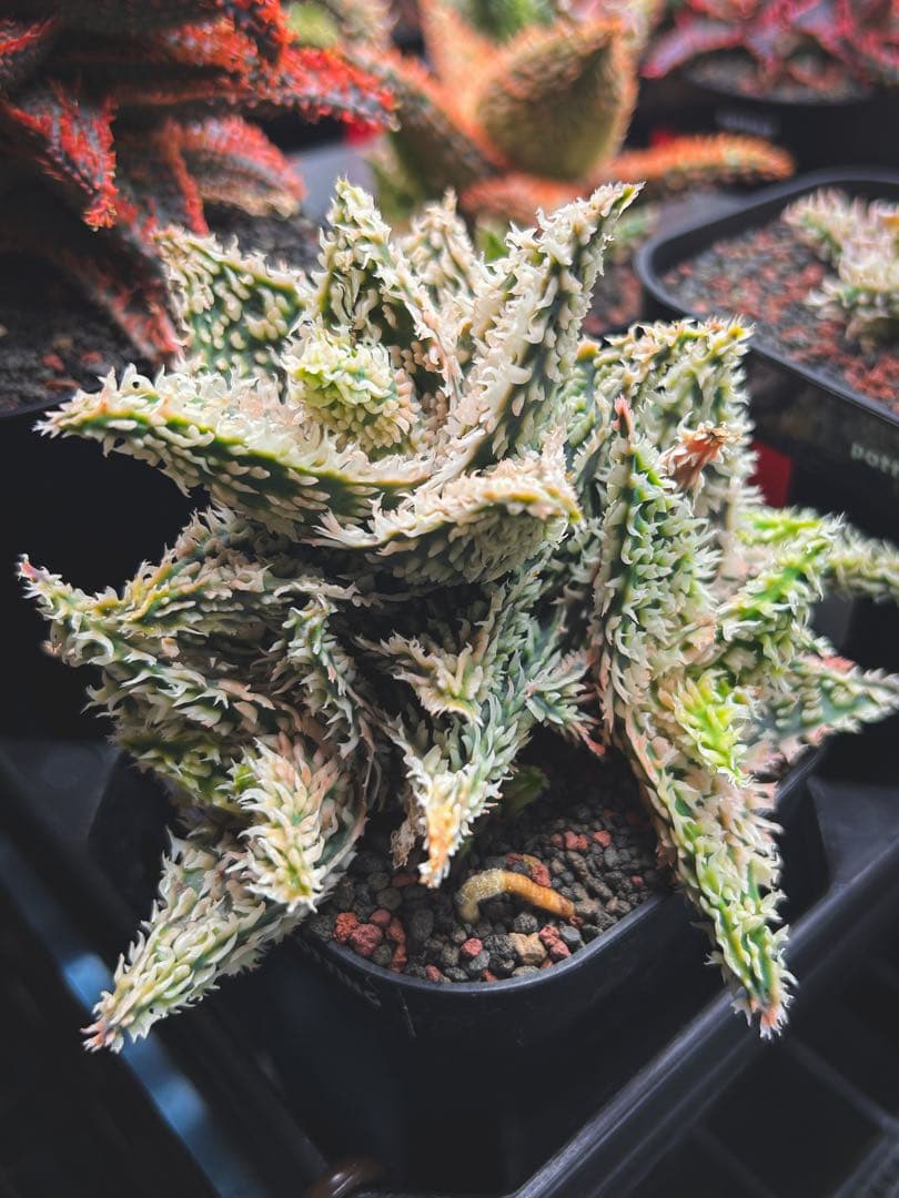 【子株5、6付き】アロエ ハイブリッド / aloe hyb