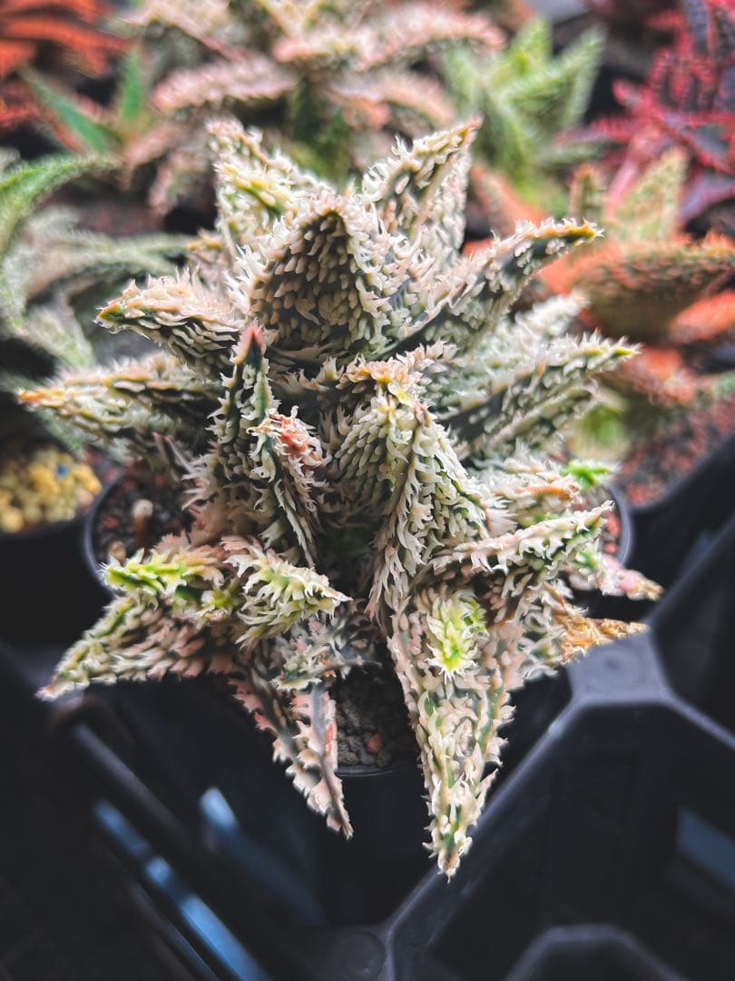 【子株5、6付き】アロエ ハイブリッド / aloe hyb