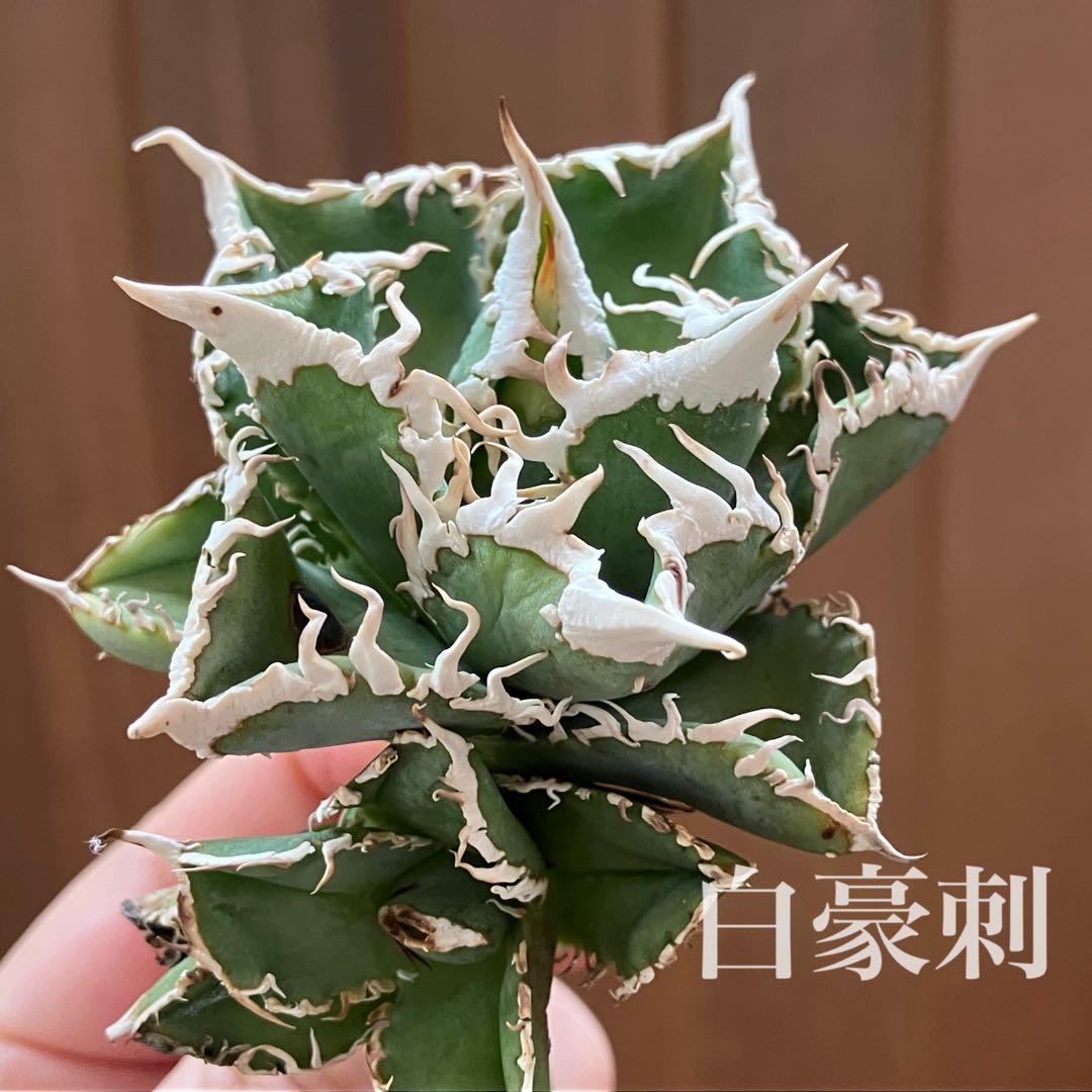 ノ*ツ様 【オークション】匿名配送　子株2株　有望　アガべ　白豪刺　OC【親株写