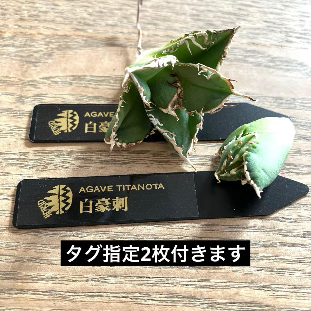 ノ*ツ様 【オークション】匿名配送　子株2株　有望　アガべ　白豪刺　OC【親株写