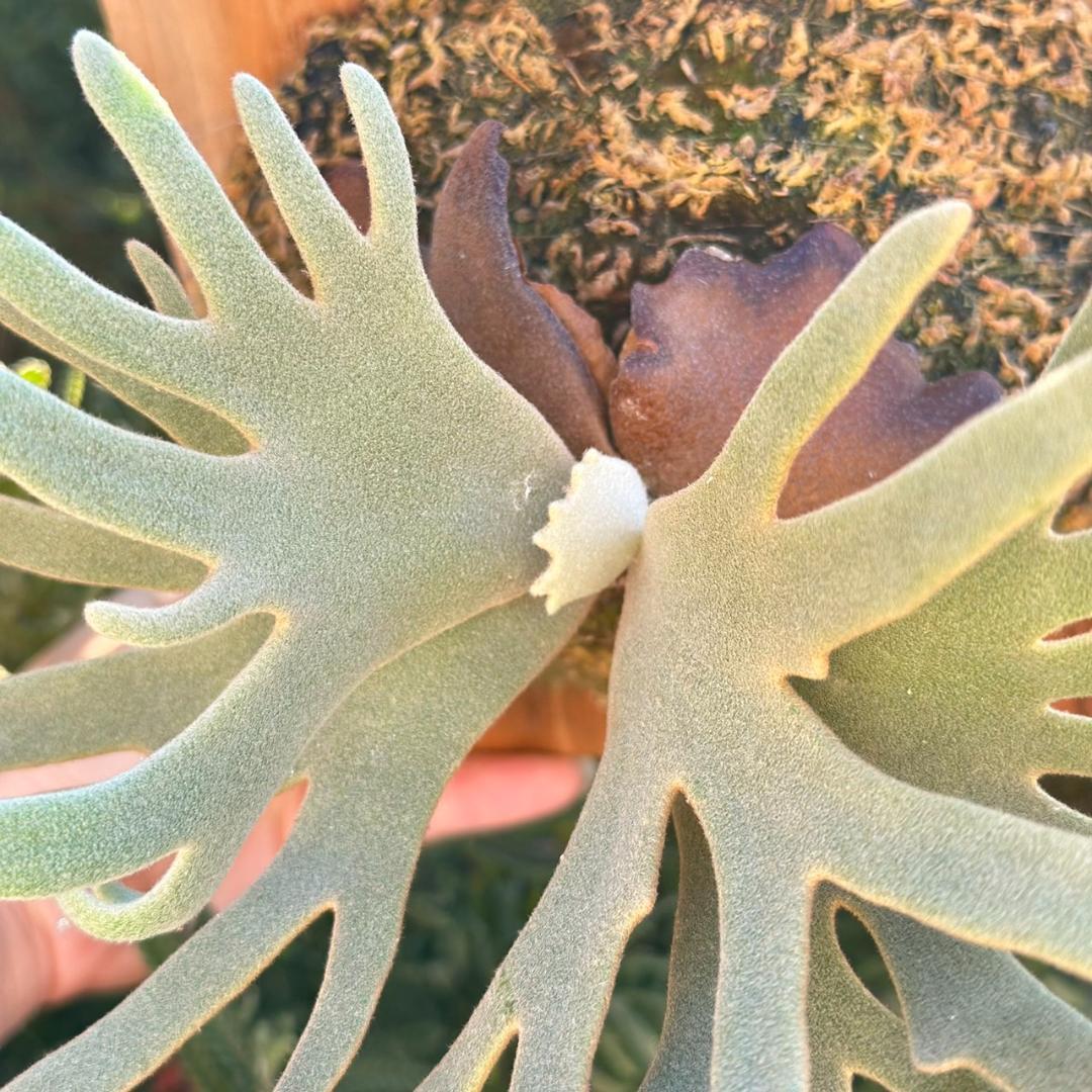 【板付け】P.willinckii ’Jade Girl’ spore 1201