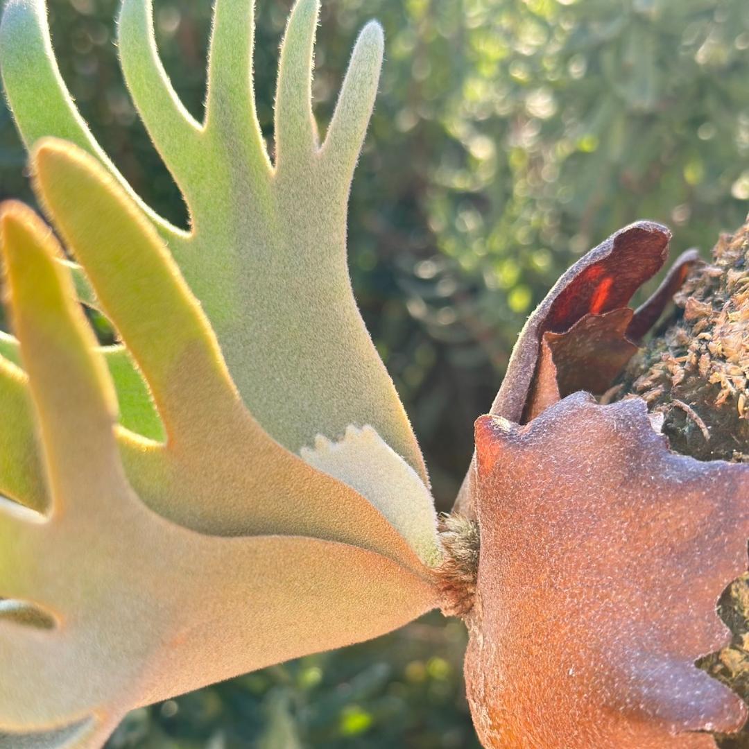 【板付け】P.willinckii ’Jade Girl’ spore 1201