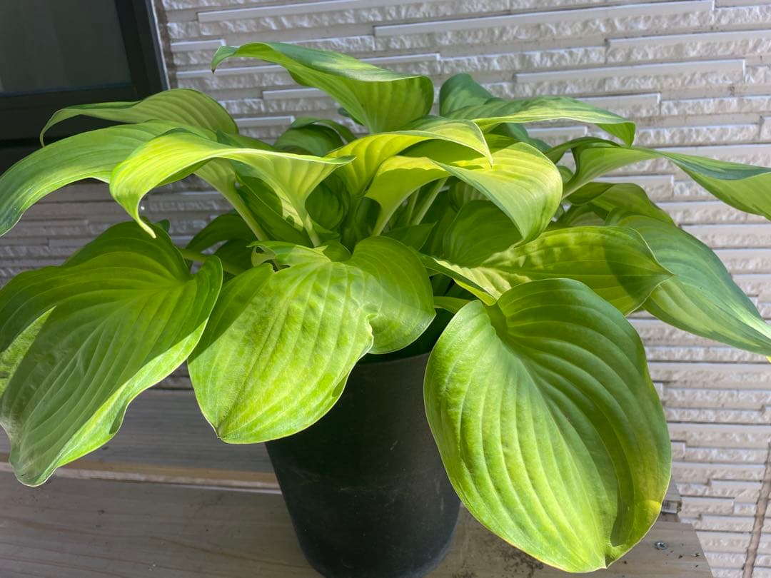 和胡弓　　花梨延棹　花梨胴　竹弓　付属品